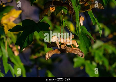 Bunch of fruits of Acer platanoides, also known as Norway maple. The fruit is a double samara with two winged seeds. Stock Photo