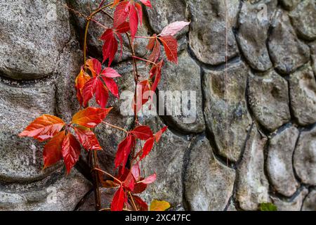 View of beautiful red discolored leaves of a Parthenocissus tricuspidata plant on a gray stone wall, copy space. Stock Photo