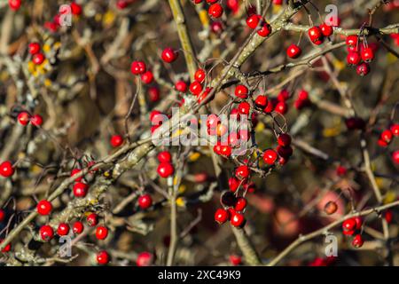 Hawthorn red berries grow on a bush. Stock Photo