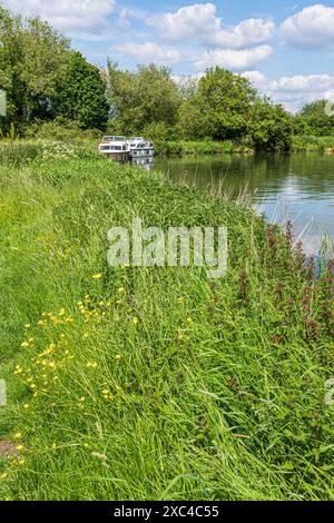 Buttercups beside the River Thames at Kelmscott Manor, home of William Morris, Oxfordshire, England UK Stock Photo