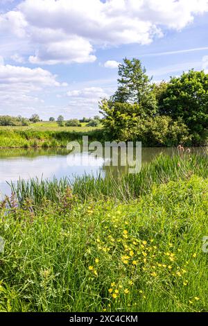 Buttercups beside the River Thames at Kelmscott Manor, home of William Morris, Oxfordshire, England UK Stock Photo