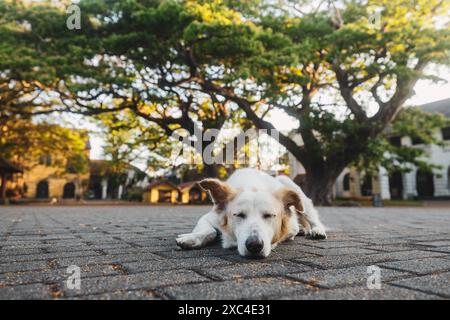 Lost dog alone on street. Front view of sleeping cute dog on sunny day. Stock Photo