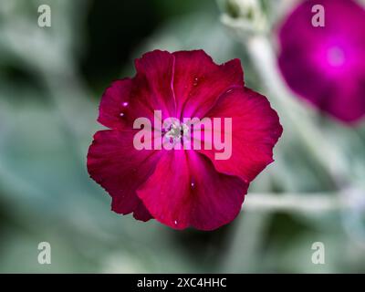 A small maroon flower blooms along a roadside near Yokohama, Japan Stock Photo