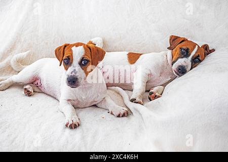 Cute Jack Russell Terrier puppies are lying on the sofa. Care and grooming of puppies Stock Photo