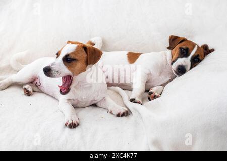 beautiful Jack Russell terrier puppies lie on the sofa. Care and grooming of puppies Stock Photo