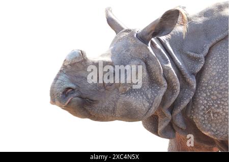 The Indian rhinoceros (Rhinoceros unicornis), also called the greater one-horned rhinoceros and great Indian rhinoceros, is a rhinoceros native to the Stock Photo