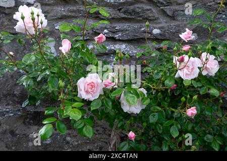 New Dawn pink climbing rose roses against stone wall of house in bloom blooming in June garden Carmarthenshire Wales UK Great Britain KATHY DEWITT Stock Photo