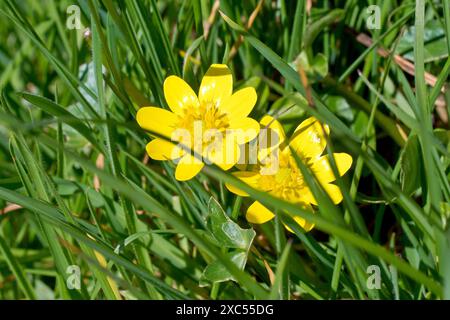 Lesser Celandine (ranunculus ficaria), close up of two yellow flowers of the early flowering spring plant pushing through the grass of a field. Stock Photo