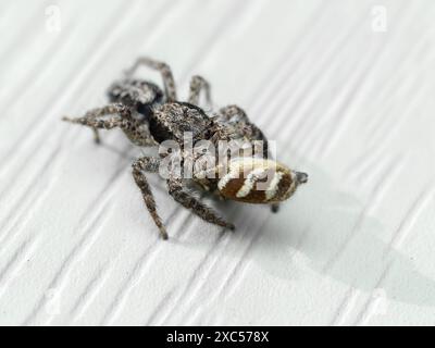 A larger jumping spider (Platycryptus californicus) that has captured and is eating a smaller zebra jumping spider (Salticus scenicus) Stock Photo