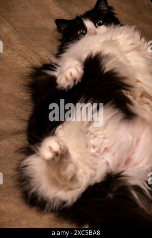 Funny long-haired black and white tuxedo cat lying on her back. Stock Photo
