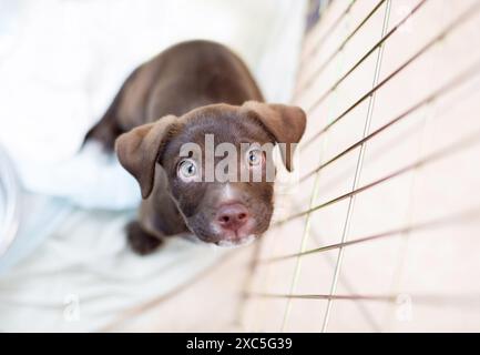 A cute young Retriever x Pit Bull Terrier mixed breed puppy sitting on a pet bed and looking up Stock Photo