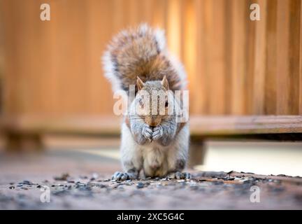 An Eastern Gray Squirrel (Sciurus carolinensis) sitting on a wooden deck and eating sunflower seeds Stock Photo