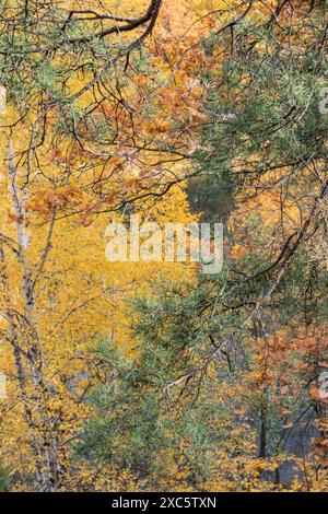 Pine Tree Branches in Autumn Forest by the River with Blurred Background Stock Photo