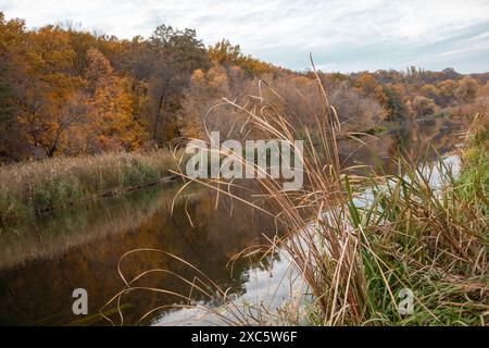 Golden trees and dry reeds growing on autumn shore of scenic river in Ukraine Stock Photo