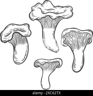 Line drawing chantarelle mushrooms vector illustration. Stock Vector