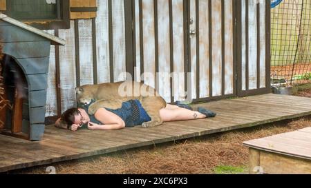 Cougar rests its head on the womans back in the zoo. Love between wild animals and humans. - Miami Florida USA 03.15.2024 Stock Photo