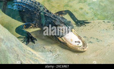 Famous Jawless Alligator Jawlene Resting on Rock with Sharp Teeth in Murky Green Pond Stock Photo