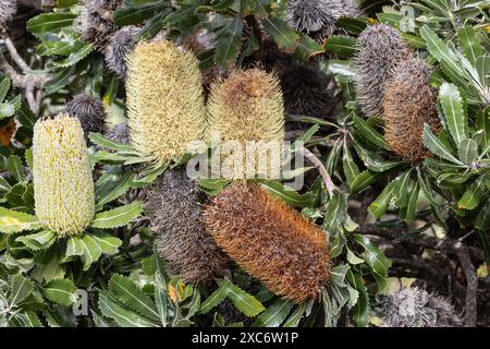 Australian Saw or Old Man Banksia tree with flowers Stock Photo