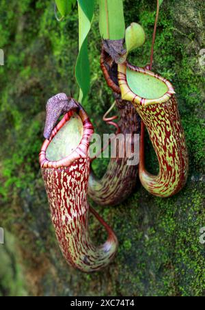 Pitcher Plants, Nepenthes x mixta, Nepenthaceae.  Hybrid Origin. Stock Photo