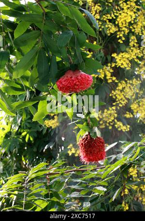 Rose of Venezuela or Scarlet Flame Bean, Brownea grandiceps, Fabaceae. South America.  Brownea grandiceps is a species of tree in the family Fabaceae. Stock Photo