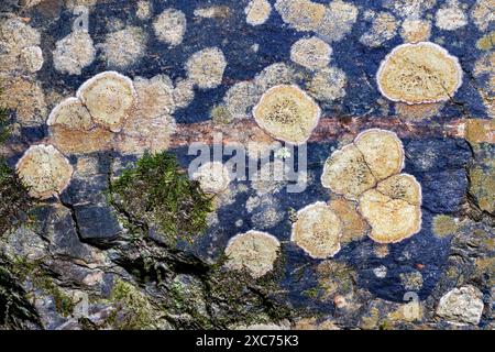 Abstract crustose lichen patterns on surface of rock in Pisgah National Forest - Brevard, North Carolina, USA Stock Photo