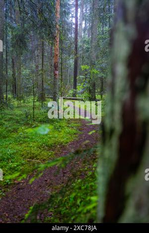 Mossy trail winds through tall pine trees. Green undergrowth blankets ...