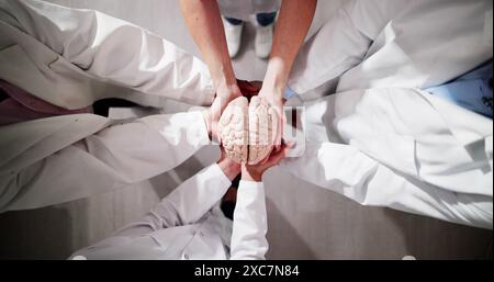 Doctor's Hands Holding Human Brain Model. High Angle View Stock Photo