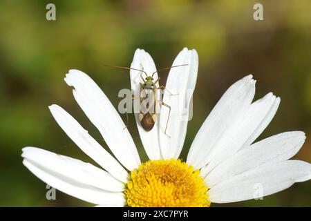 Close up Lucerne bug, alfalfa plant bug, Adelphocoris lineolatus, family Miridae on flower of ox-eye daisy, marguerite, Leucanthemum vulgare. Summer, Stock Photo