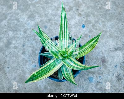 Beautiful Variegated Aloe Vera plant in pot. Selective focus. Stock Photo