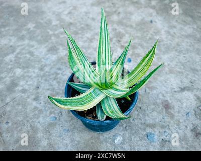 Variegated Aloe Vera plant closeup. Stock Photo