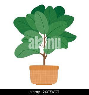 Home plant Ficus lyrata, big green plant in woven planter basket. Houseplant growing in pot. Modern home tree with leaf. Foliage interior decor. Flat Stock Vector