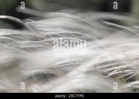 Blooming feather grass in the steppe Stock Photo