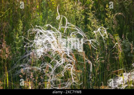 Flowering feather grass close up Stock Photo