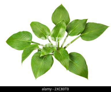 Hosta plantaginea (Plantain Lily) isolated on white background Stock Photo