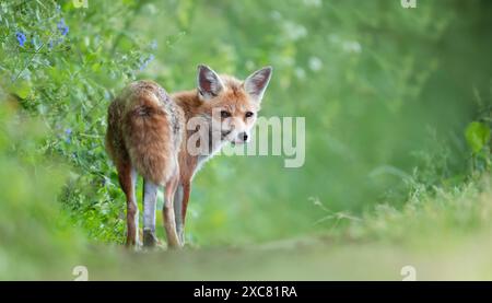 Close-up of a red fox standing in a meadow Stock Photo