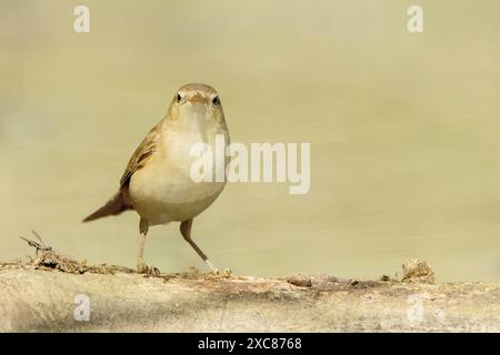 Eurasian Reed Warbler, Acrocephalus scirpaceus, single adult standing on ground, Hortobagy, Hungary, 2 May 2024 Stock Photo