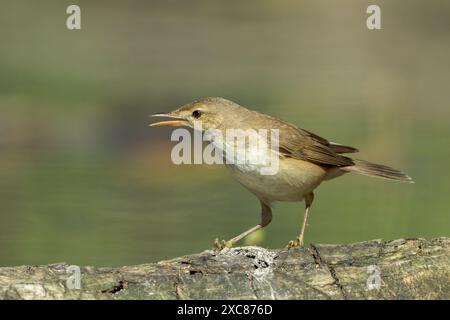 Common Reed Warbler, Hortobagy, Hungary, 2 May 2024 Stock Photo - Alamy