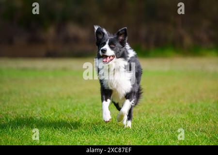 Border Collie dog running in park. Purebred male canine playing on green grass, trees in background Stock Photo