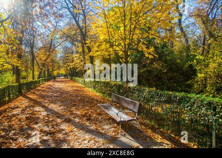 Avenue in Autumn. El Retiro park, Madrid, Spain. Stock Photo