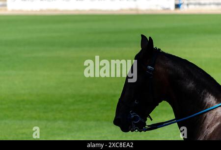 silhouette of a horse's head on a green field background Stock Photo