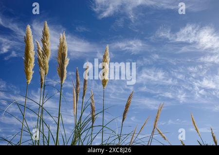 San Pedro de Atacama, Chile - Dec 2, 2023: Pampas Grass blowing in the breeze against a blue sky,  Atacama Desert Stock Photo