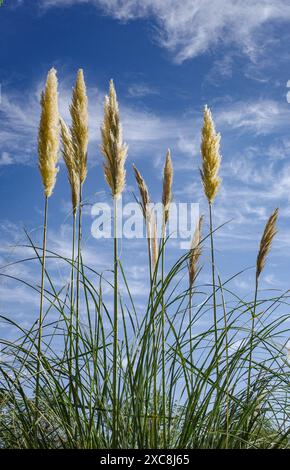 San Pedro de Atacama, Chile - Dec 2, 2023: Pampas Grass blowing in the breeze against a blue sky,  Atacama Desert Stock Photo