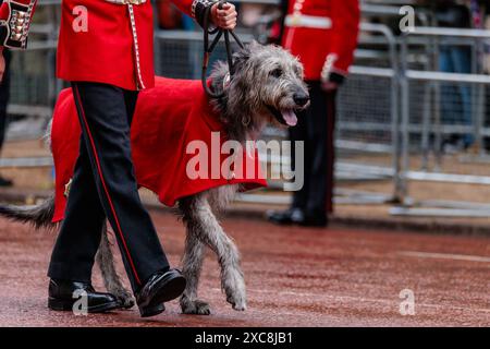 Trooping the Colour, The Kings’s Birthday Parade, London, UK. 15th June 2024. Seamus, Irish Guards Mascot.  Credit: Amanda Rose/Alamy Live News Stock Photo