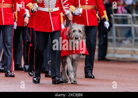 Trooping the Colour, The Kings’s Birthday Parade, London, UK. 15th June 2024. Seamus, Irish Guards Mascot.  Credit: Amanda Rose/Alamy Live News Stock Photo