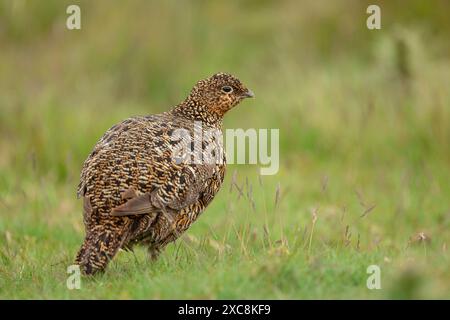 Red Grouse hen, or female, facing right on managed grouse moorland in Swaledale, UK. Scientific name: Lagopus lagopus. Taken from car window, beanbag Stock Photo