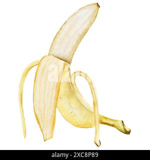 Banana watercolor. Hand drawn peeled tropical fruit. Clip art isolated on white background realistic exotic plant. Ideal for designing menus, price Stock Photo