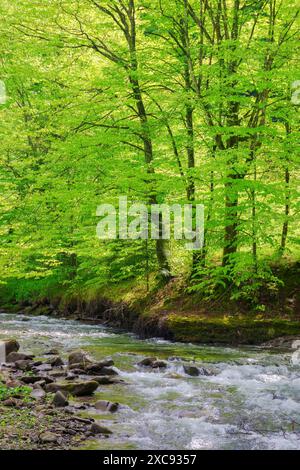 water stream among stones in the beech forest . green nature scenery in spring on a sunny day. beauty of carpathian nature Stock Photo