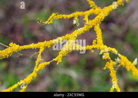 Yellow lichen Xanthoria parietina on a tree branch, Kent Downs, England Stock Photo