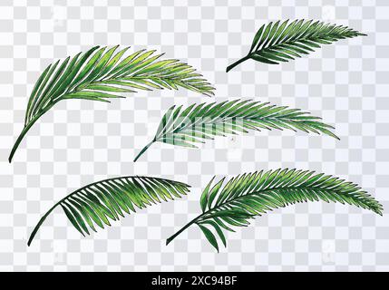 Set of various watercolor palm leaves on transparent background Stock Vector