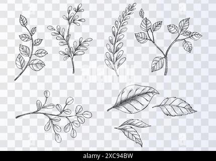 Set of various hand draw sketch leaves on transparent background Stock Vector